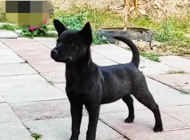 土狗飼養注意事項