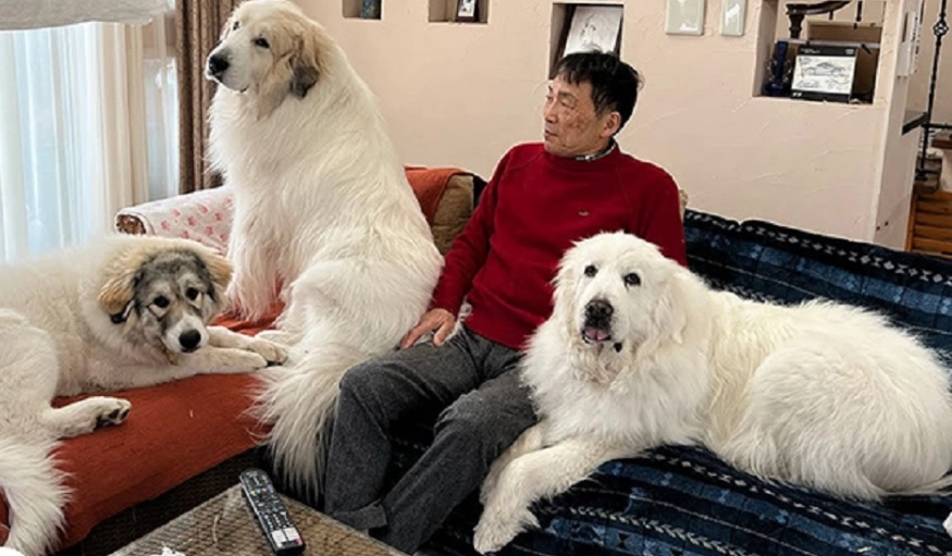 巨型犬介紹