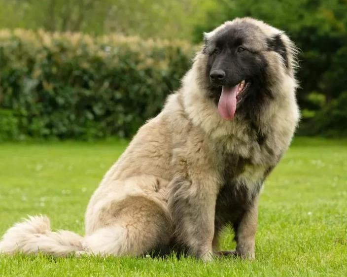 超大型犬品種