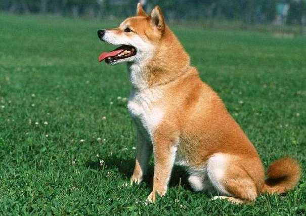 狗忠心行為