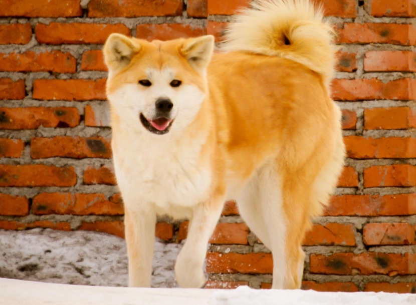 狗狗忠誠度