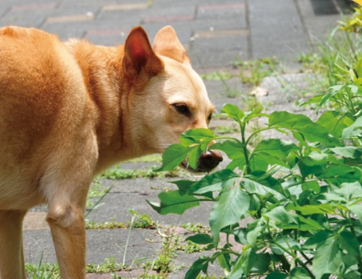 狗狗腸胃保健