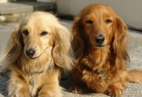 臘腸犬飼養