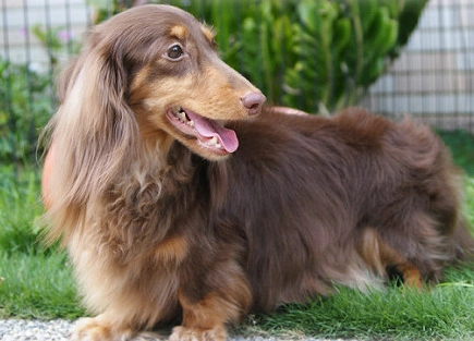 長毛臘腸犬個性