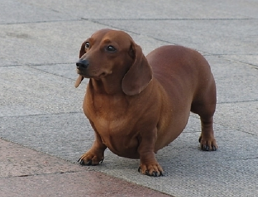 臘腸狗幼犬照顧