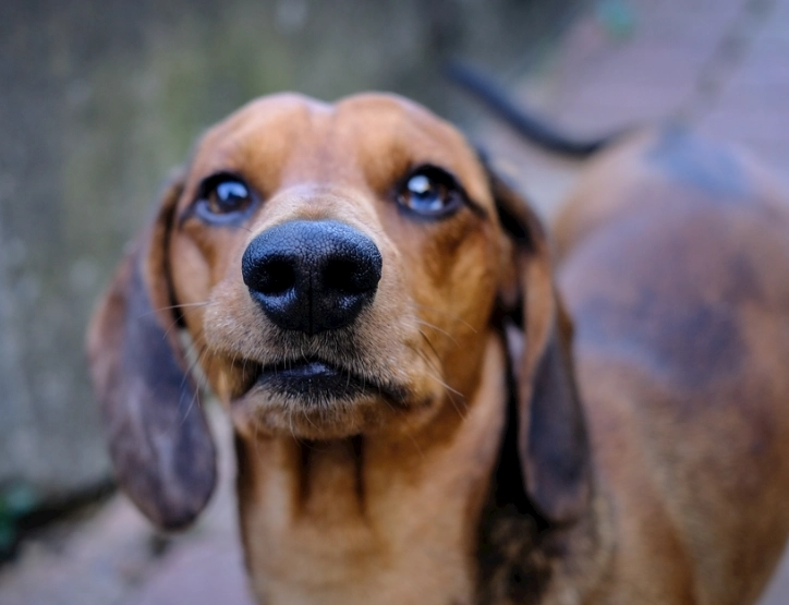 臘腸犬 缺點