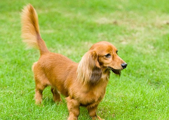 長毛臘腸犬個性