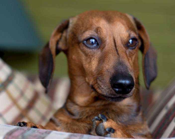 臘腸犬好養嗎？十年飼主真心話：優缺點、照護重點與常見誤區一次看