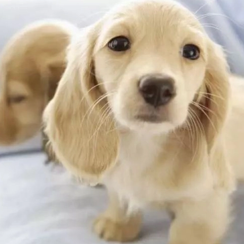 長毛臘腸犬個性