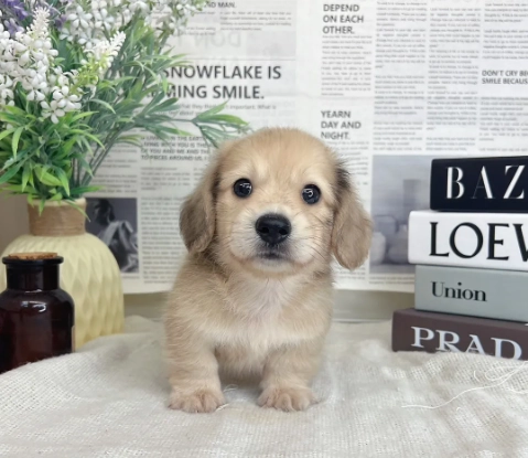 臘腸狗幼犬價格