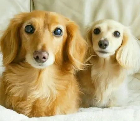 長毛臘腸犬飼養全攻略：從挑選、照顧到健康管理