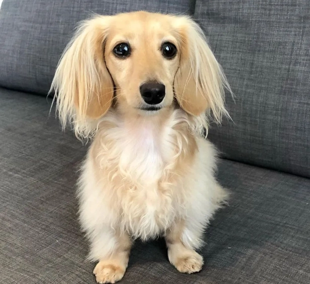 臘腸犬飼養