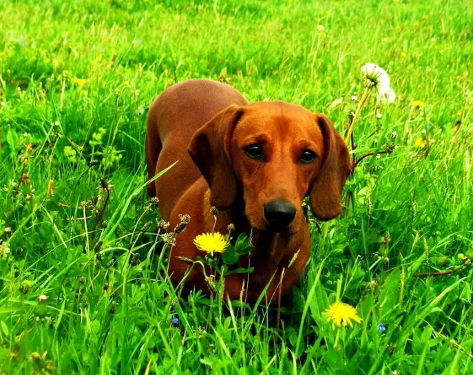 臘腸犬 缺點