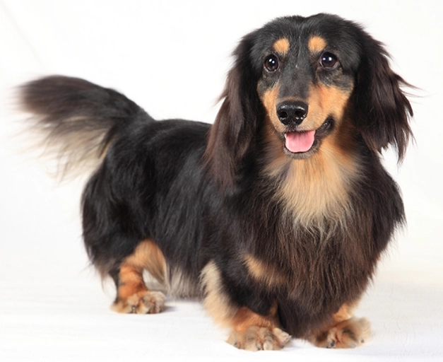 臘腸犬飼養