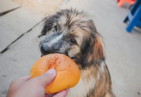 狗可以吃饅頭嗎？獸醫與資深飼主分析餵食關鍵與風險