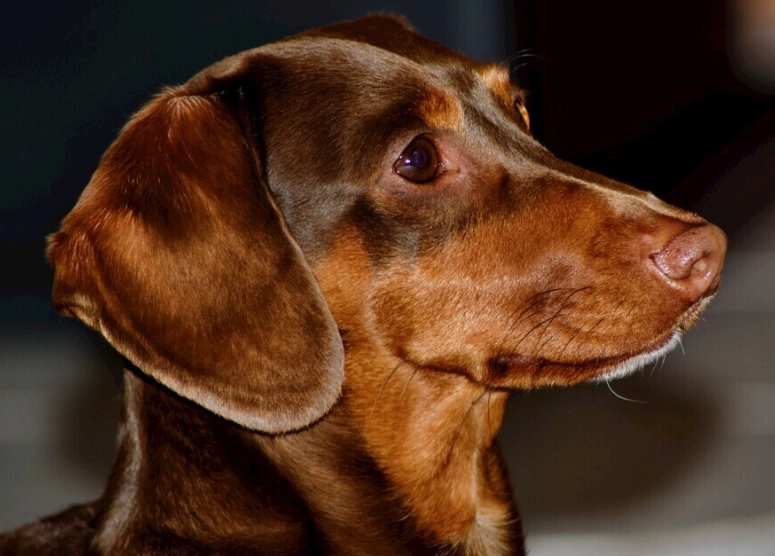 臘腸犬 照顧