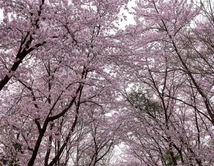 釜山賞櫻景點
