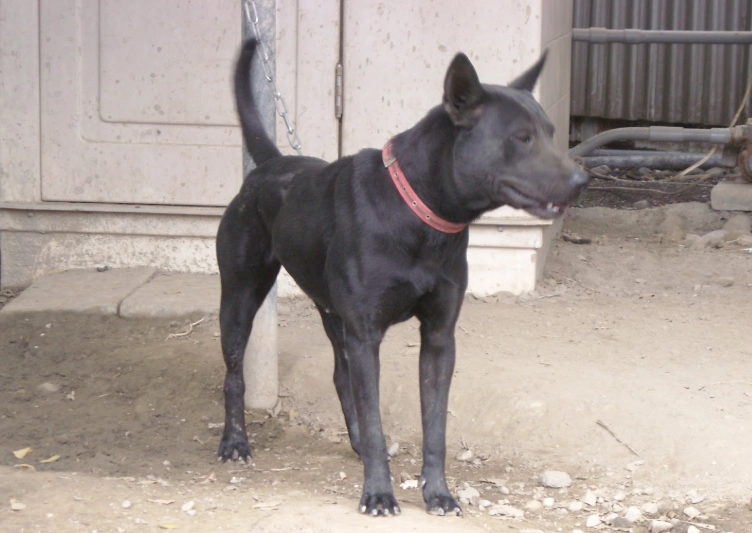 認養台灣犬流程