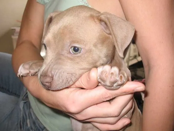 制止幼犬咬人