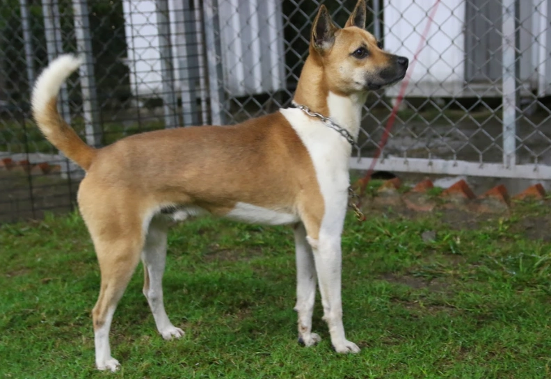 認養台灣犬流程