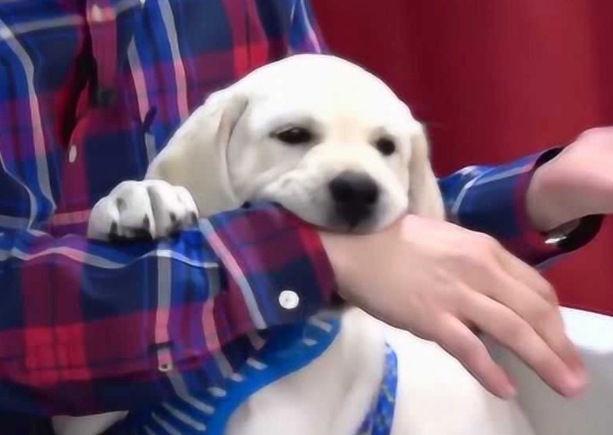 幼犬行為訓練