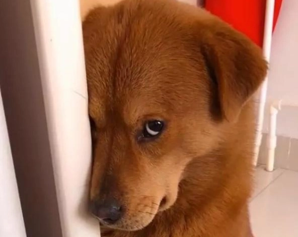 冷處理狗狗
