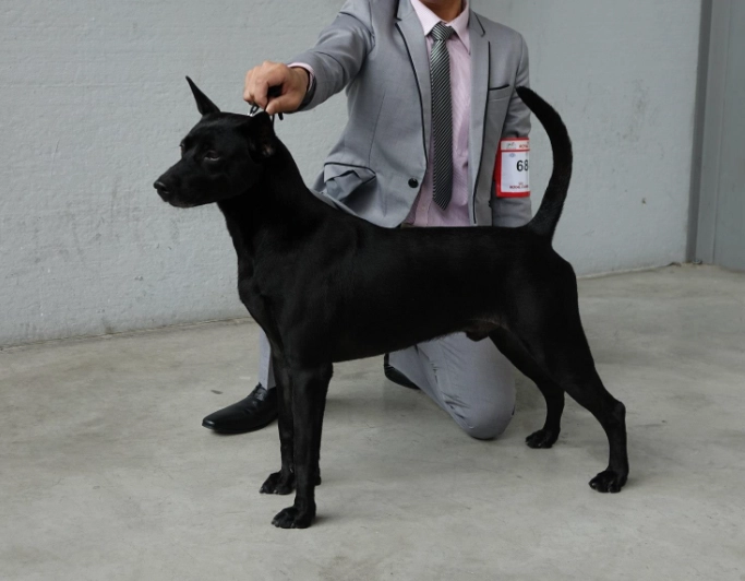 台灣犬認養注意事項
