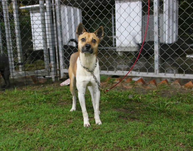 認養台灣犬流程