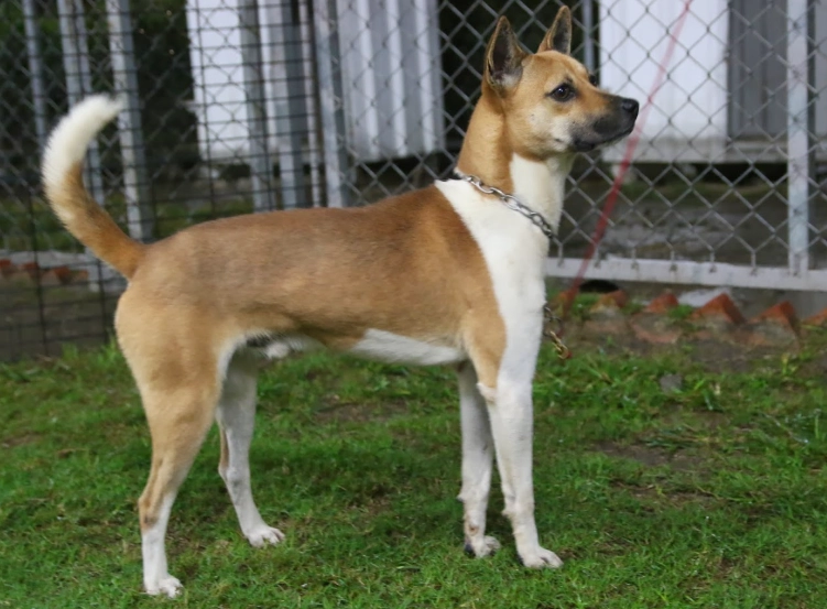 台灣犬 性格