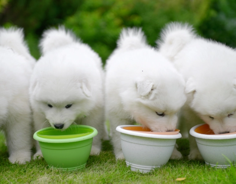 幼犬健康飲食