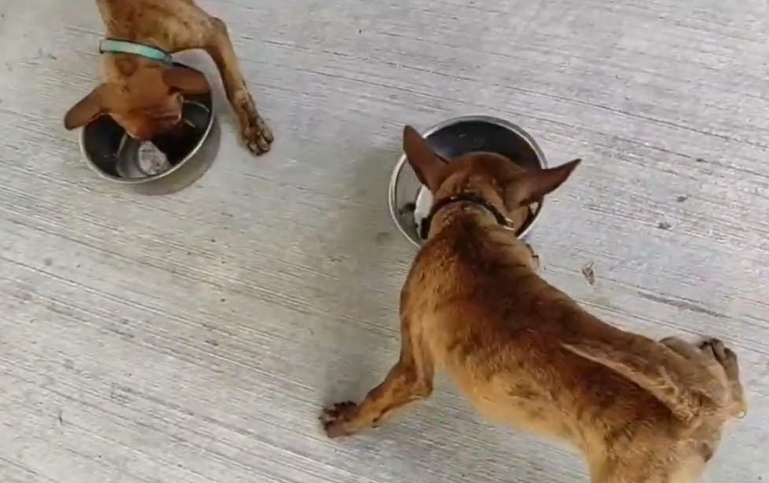 台灣犬 性格