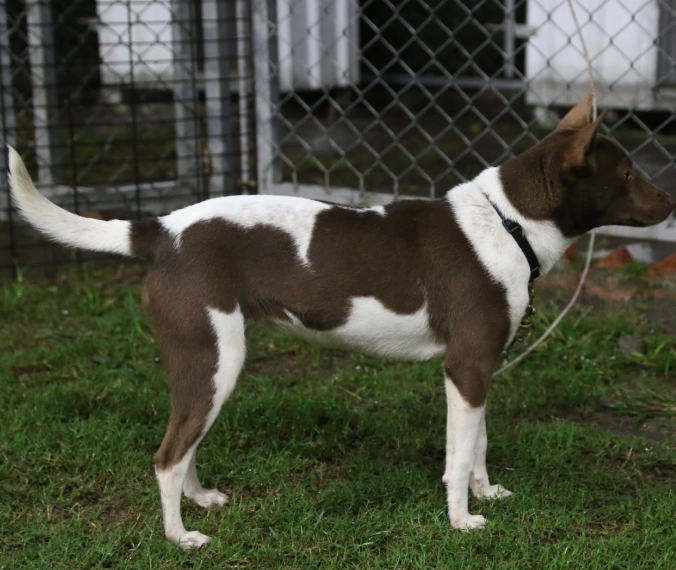 台灣犬特徵全解析：從外觀、性格到飼養要點，資深飼主的真心話