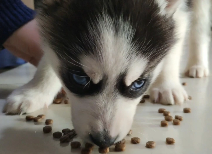 幼犬健康飲食