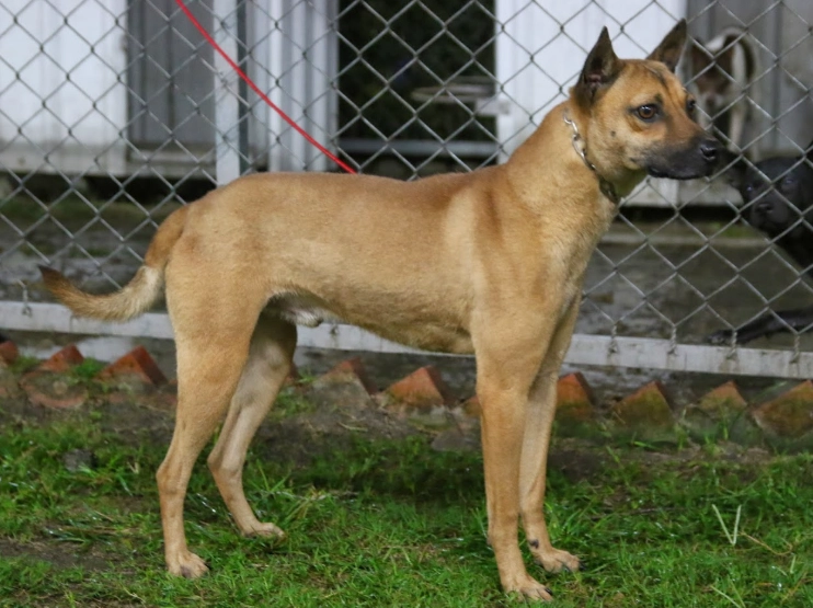 台灣犬 飼養