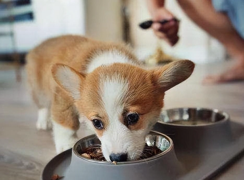 幼犬健康飲食