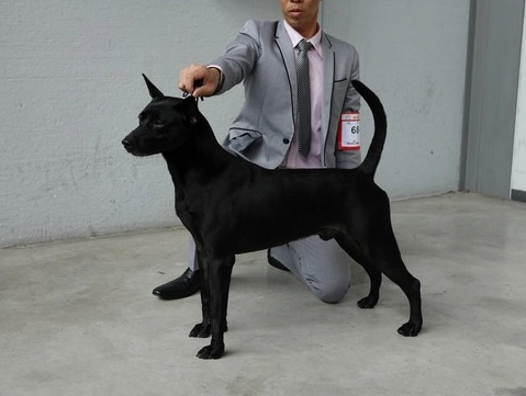 米克斯犬領養