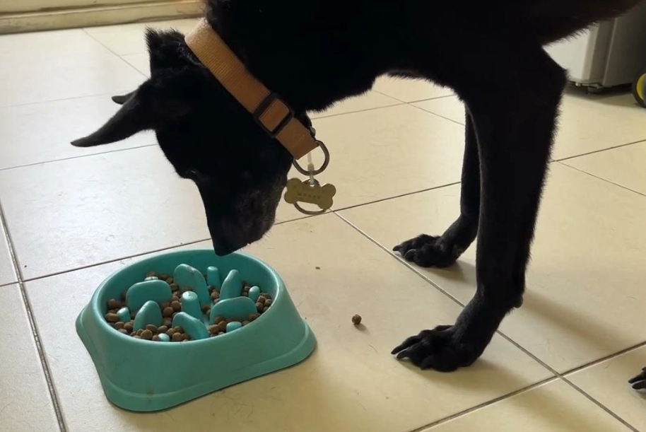 台灣犬米克斯飼養