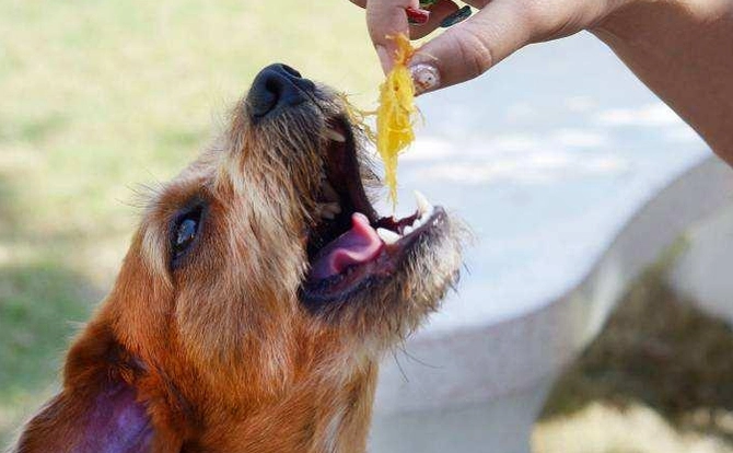 狗可以吃什麼？獸醫認可安全食物清單與餵食指南
