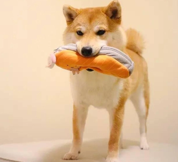狗狗能吃起司嗎？獸醫解析安全餵食指南與風險