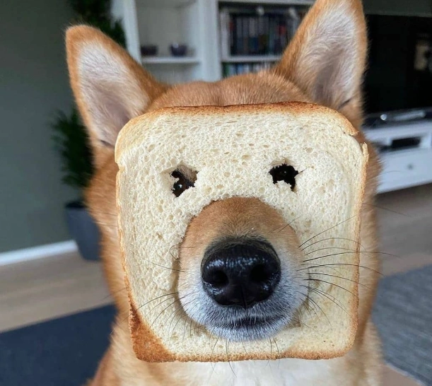 狗 吃 起司