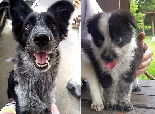 米克斯犬領養