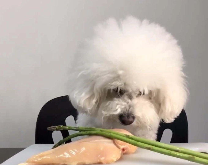 狗鮮食食譜