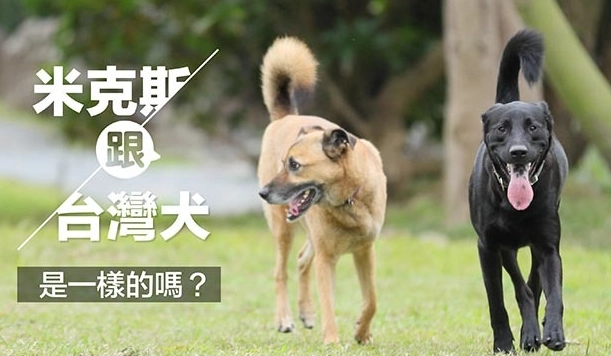 台灣犬米克斯飼養全攻略：從挑選、照顧到行為訓練的真心話