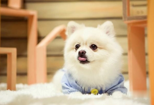 小博美犬完整飼養指南：從挑選、照顧到常見問題一次解答