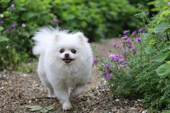 博美犬價格