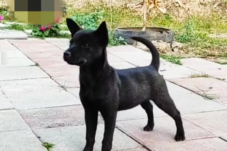 台灣犬認養