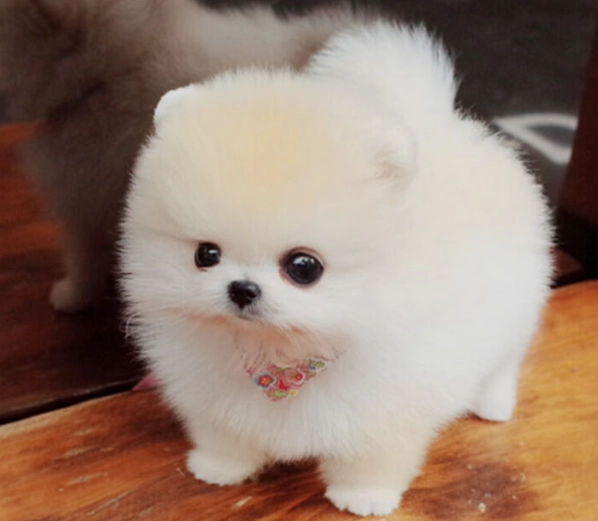 博美犬價格