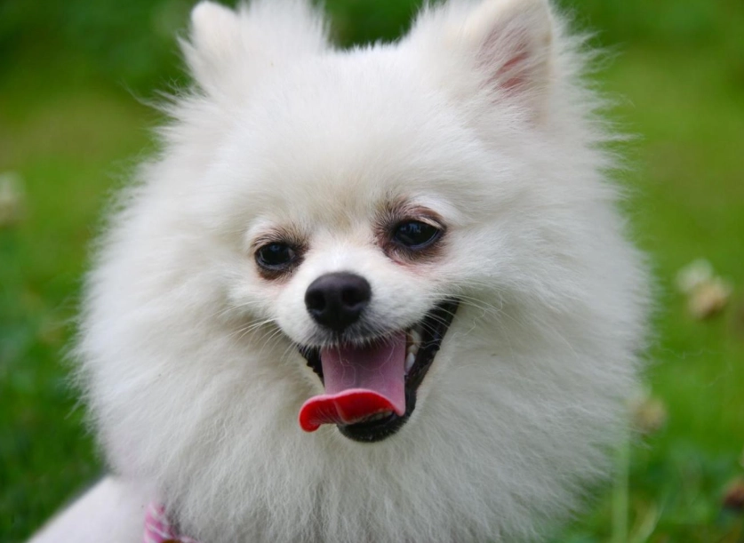 博美犬缺點