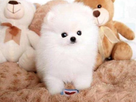 博美犬飼養