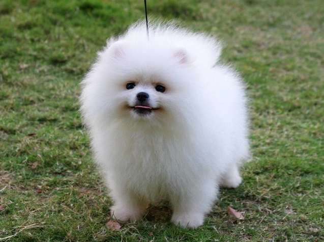 博美犬缺點